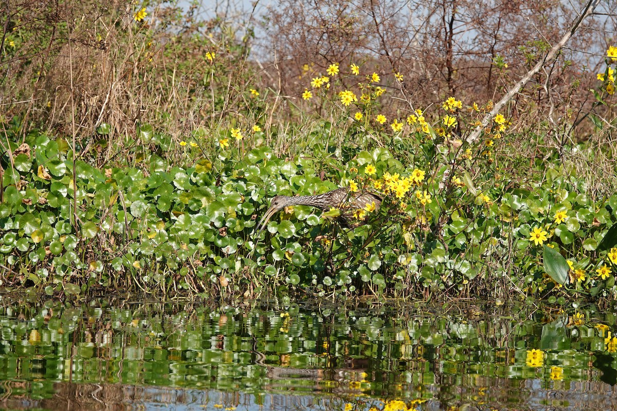Limpkin - ML645598068