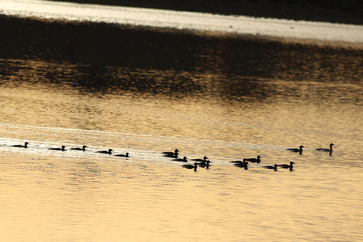 Red-breasted Merganser - ML645598071