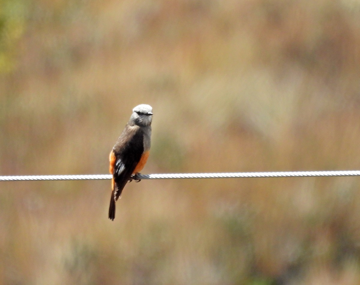 Red-rumped Bush-Tyrant - ML645598072