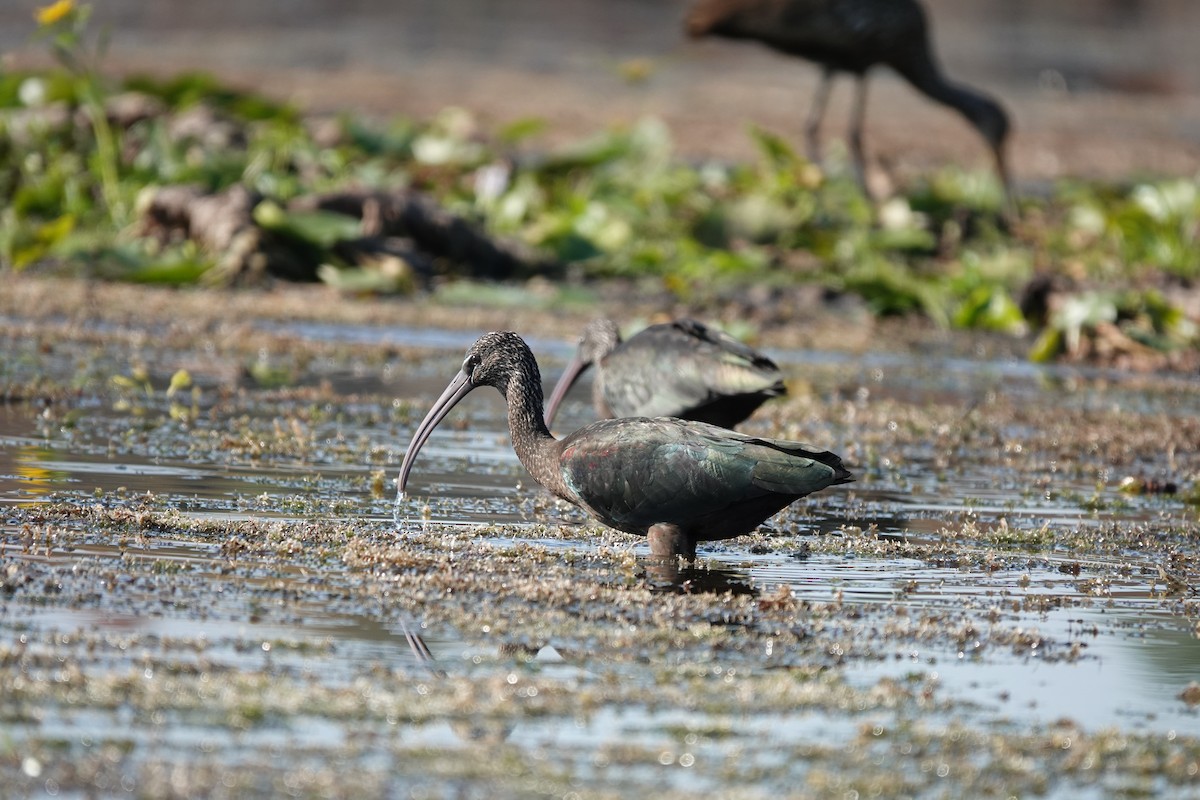 Glossy Ibis - ML645598073