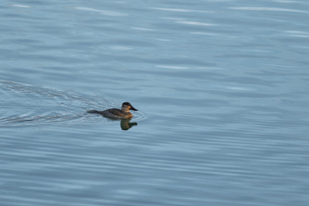 Ruddy Duck - ML645598074