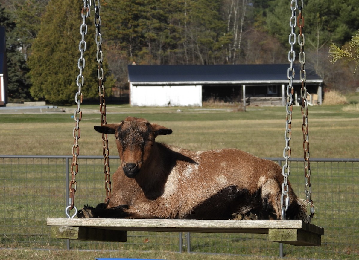 Animals - ML645598075