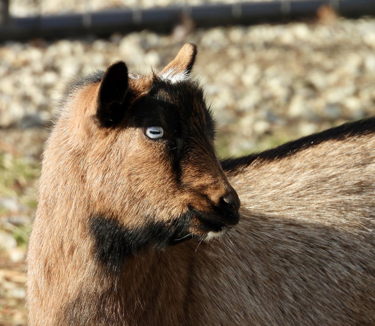 Animals - ML645598076