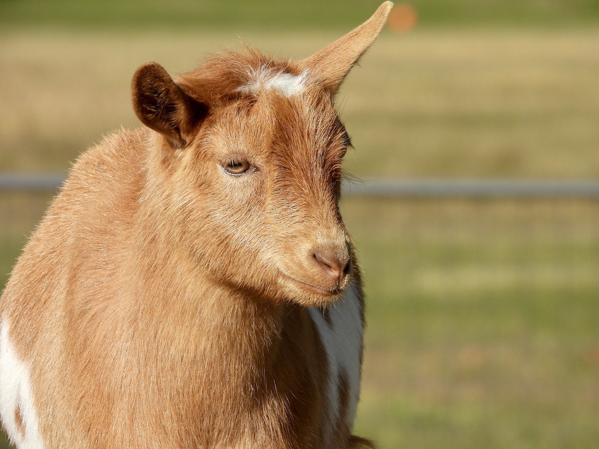 Animals - ML645598077