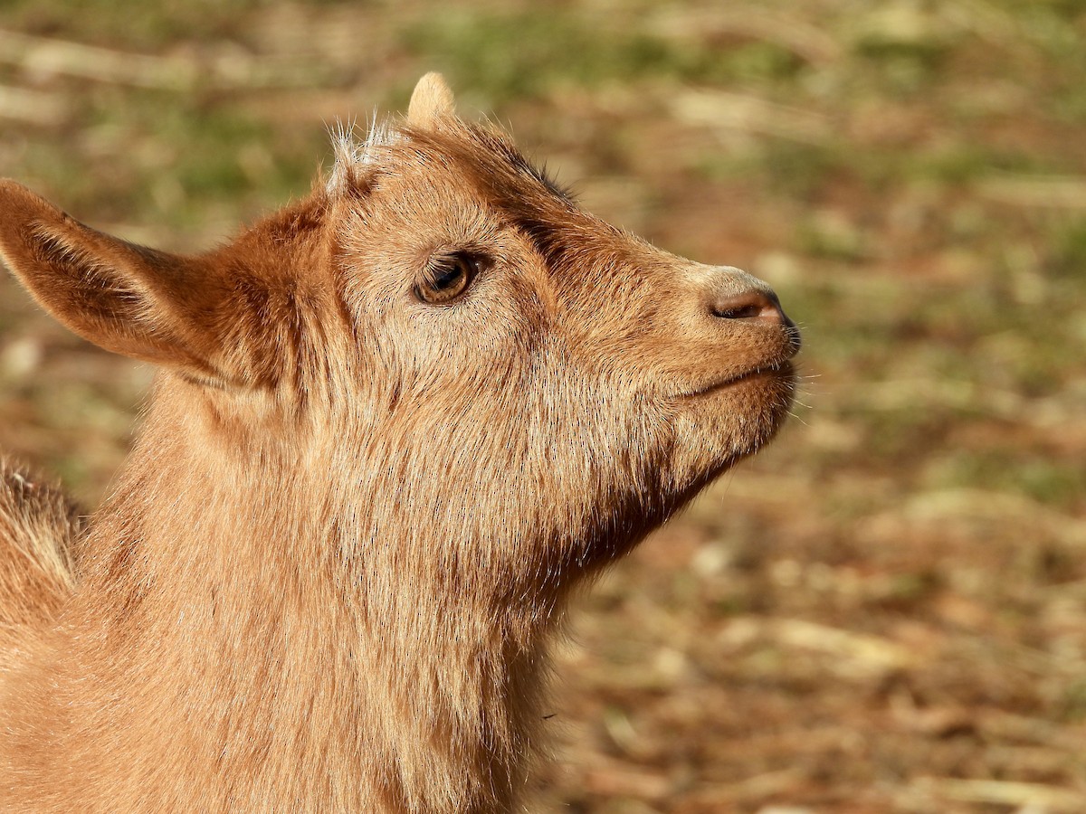 Animals - ML645598078