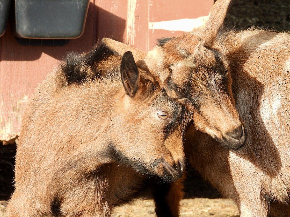 Animals - ML645598079