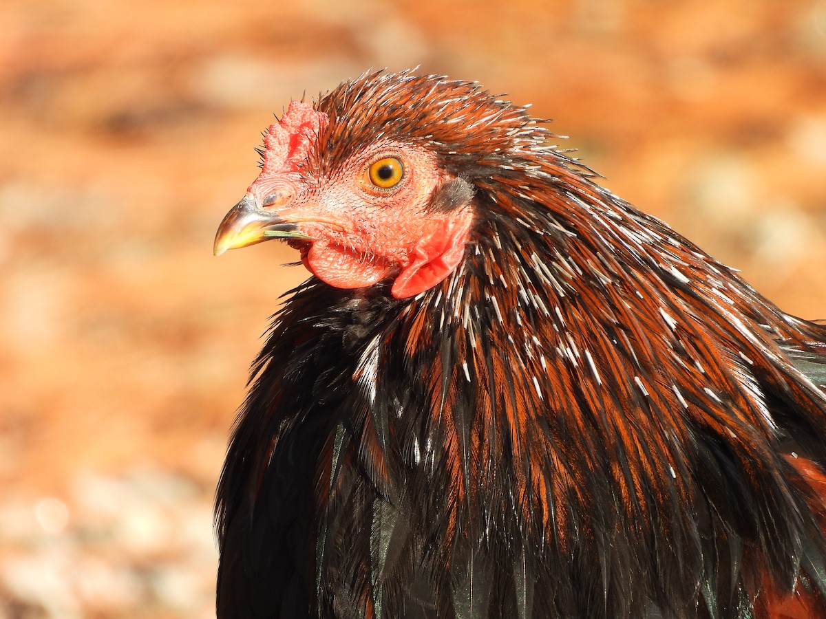 Animals - ML645598080