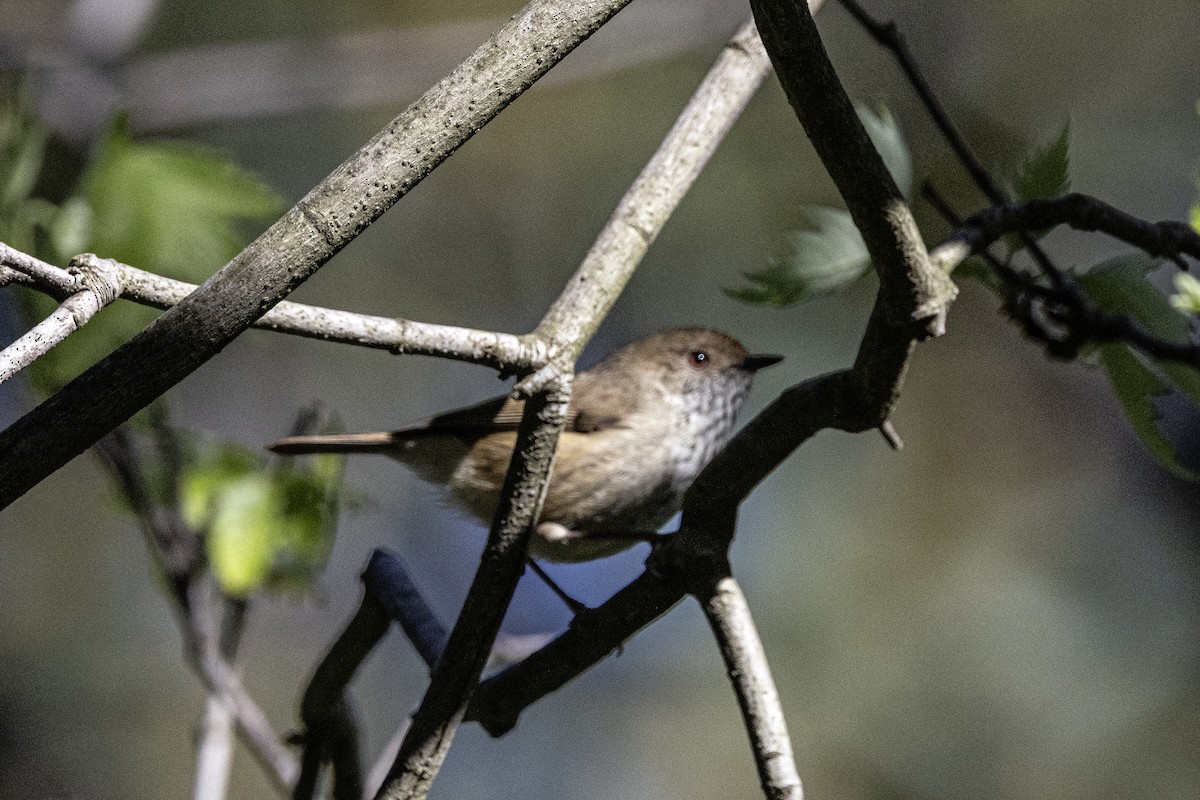 Brown Thornbill - ML645598081