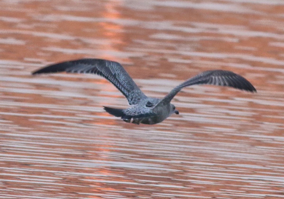American Herring Gull - ML645598084