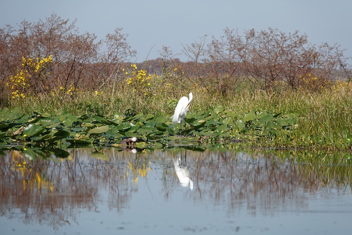 Great Egret - ML645598085
