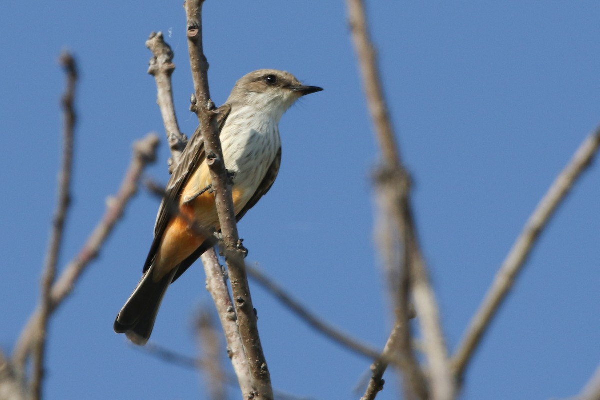 Vermilion Flycatcher - ML645598086