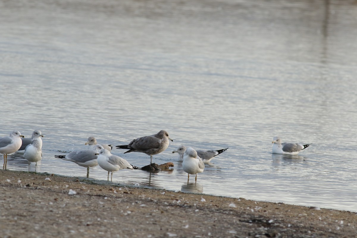 Ring-billed Gull - ML645598089