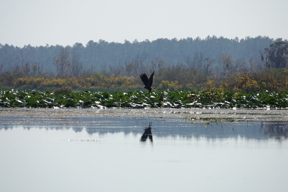 Snail Kite - ML645598090
