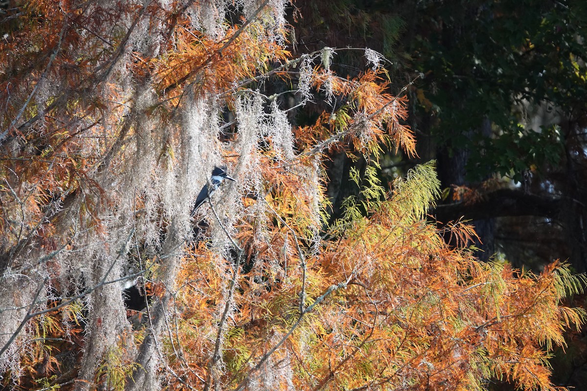 Belted Kingfisher - ML645598094