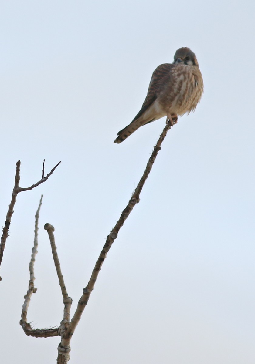 American Kestrel - ML645598097