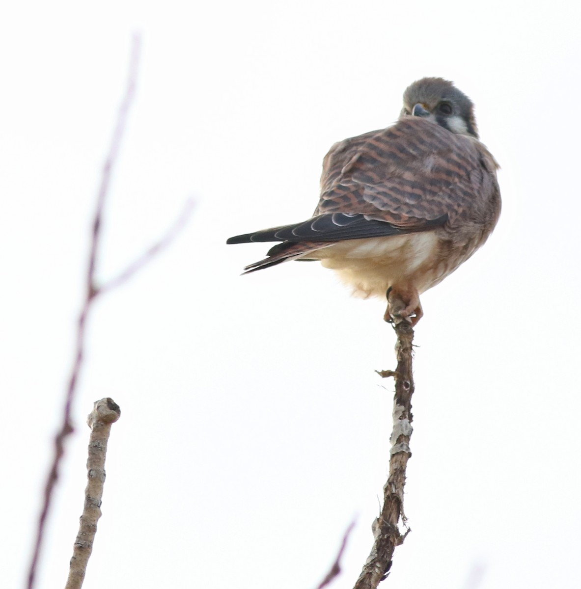 American Kestrel - ML645598098