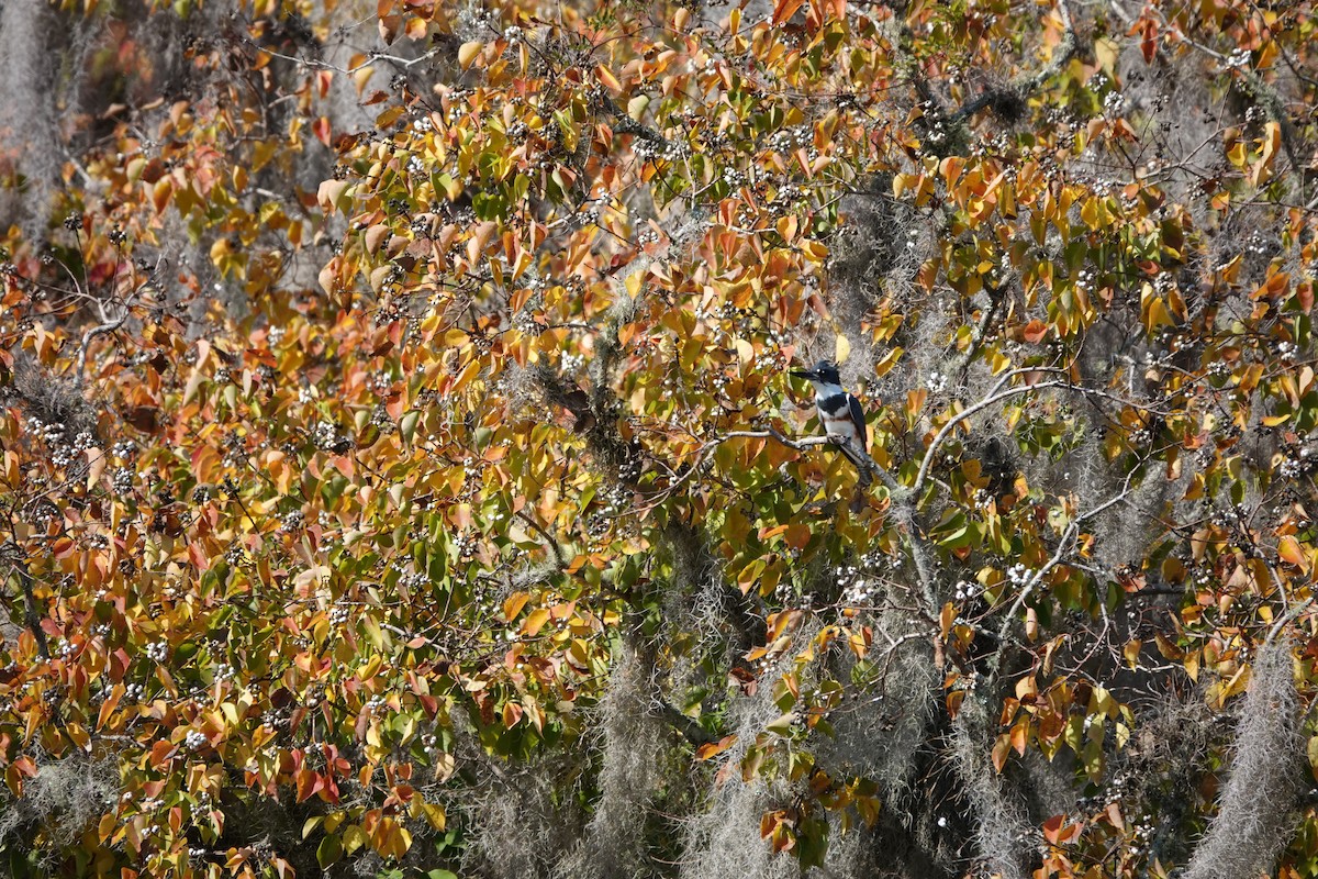 Belted Kingfisher - ML645598099
