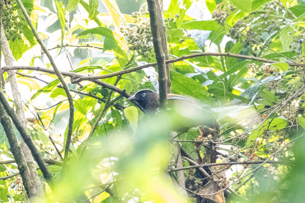 Blue-winged Laughingthrush - ML645598103