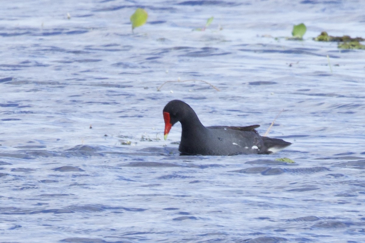 Common Gallinule - ML645598108