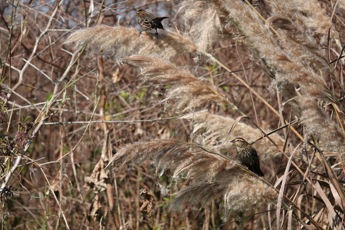 Red-winged Blackbird - ML645598115