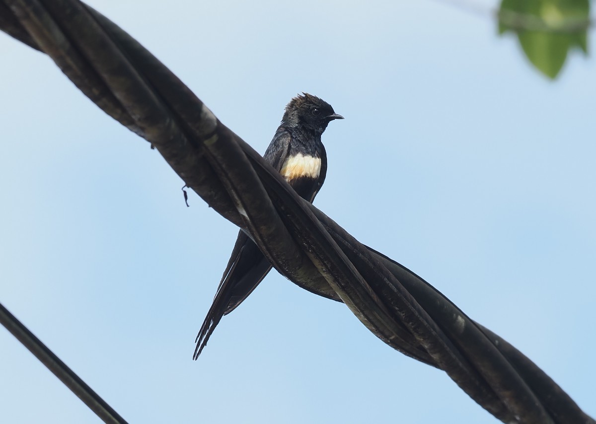 vlaštovka bělopruhá - ML645598122