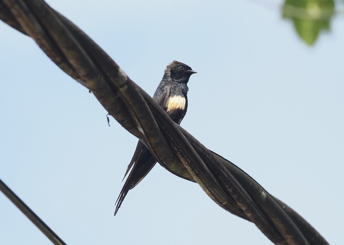 vlaštovka bělopruhá - ML645598124