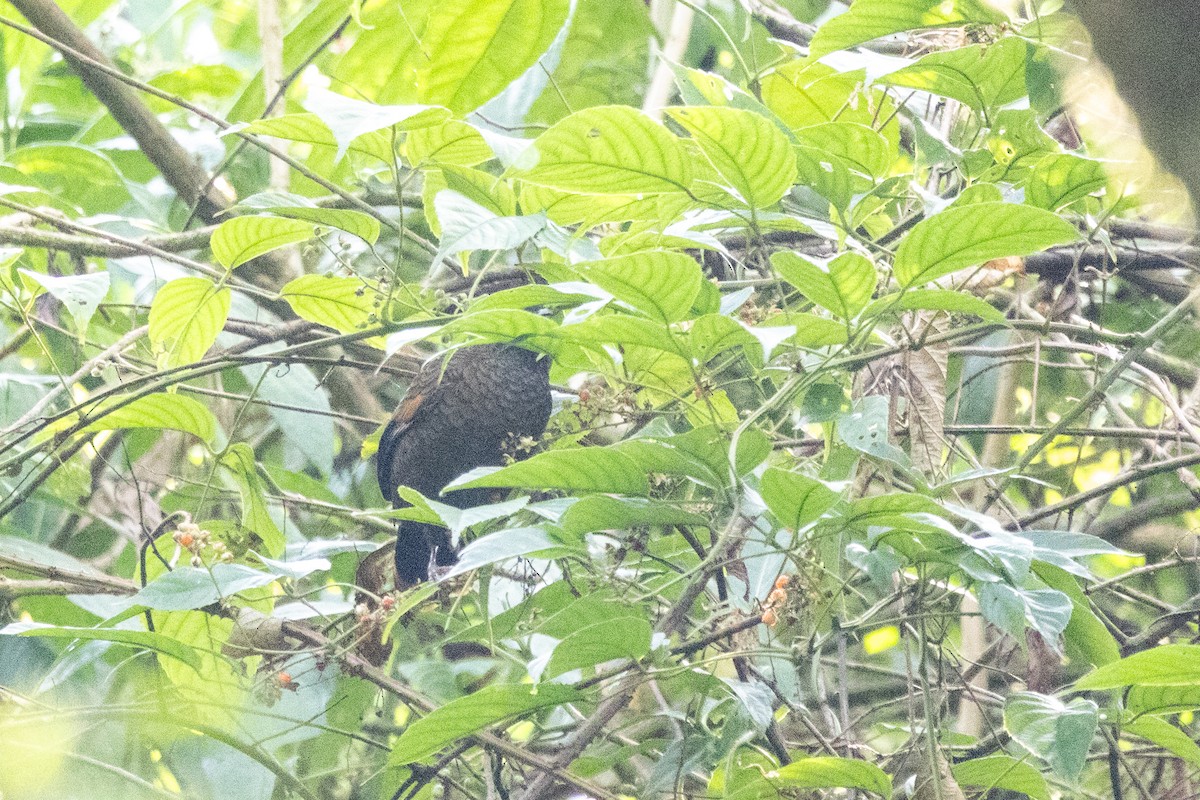 Blue-winged Laughingthrush - ML645598133