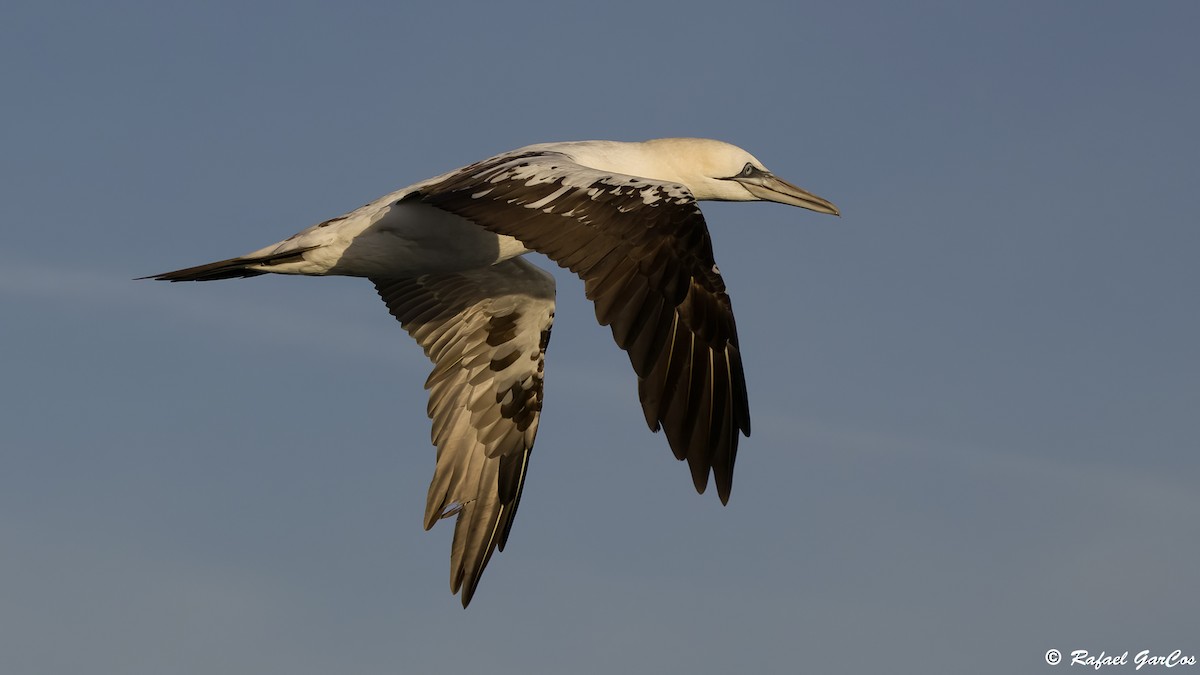 Northern Gannet - ML645598139
