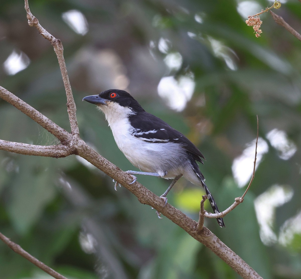 Great Antshrike - ML645598142