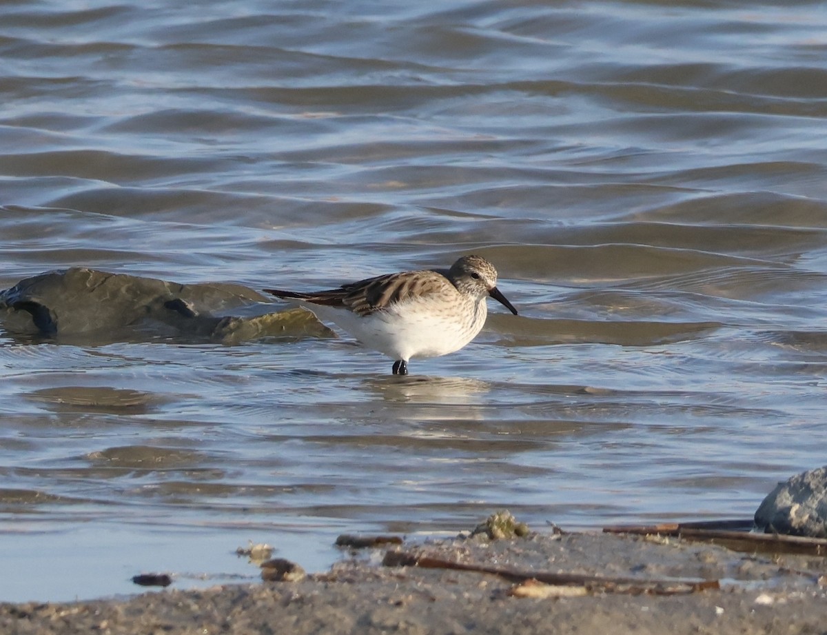 White-rumped Sandpiper - ML645598143