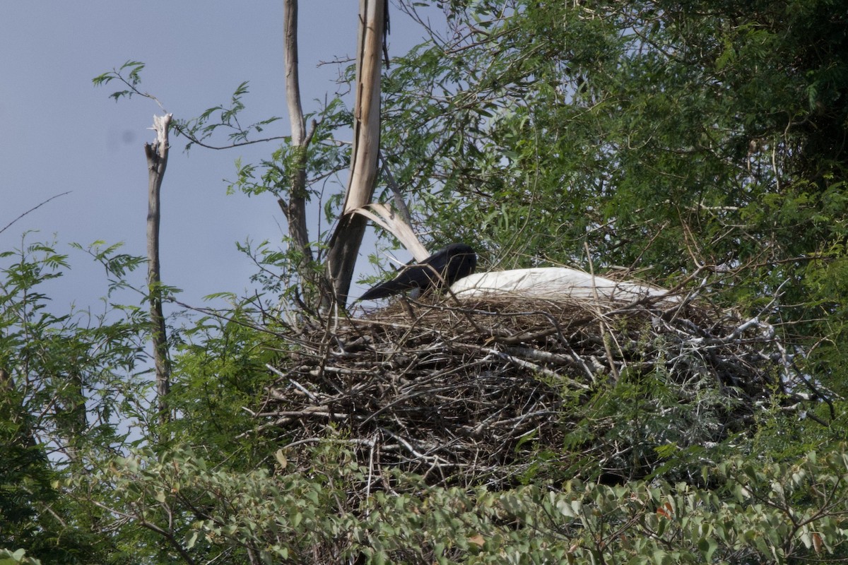 Jabiru - ML645598145