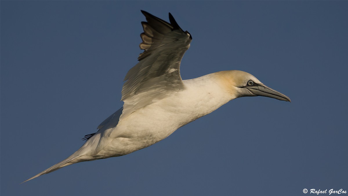 Northern Gannet - ML645598146