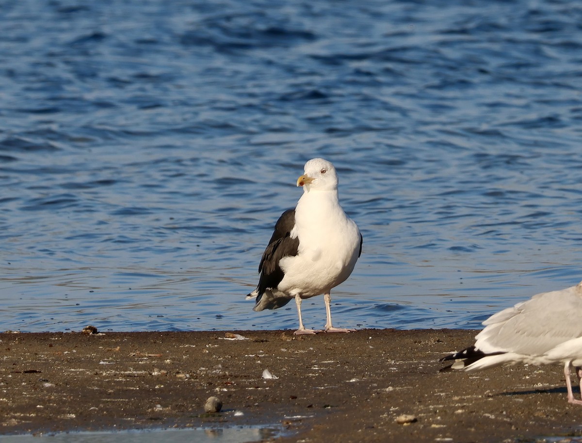 Great Black-backed Gull - ML645598147