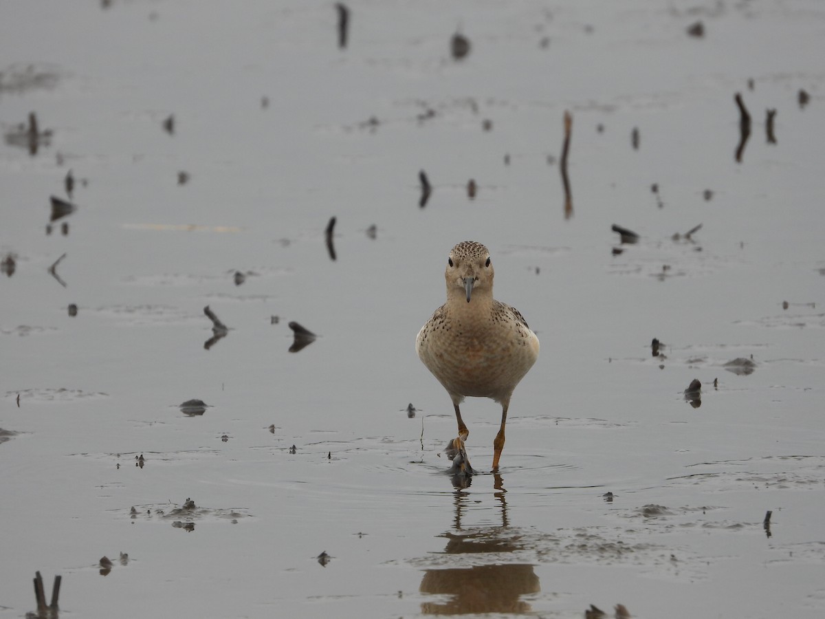 Buff-breasted Sandpiper - ML645598153