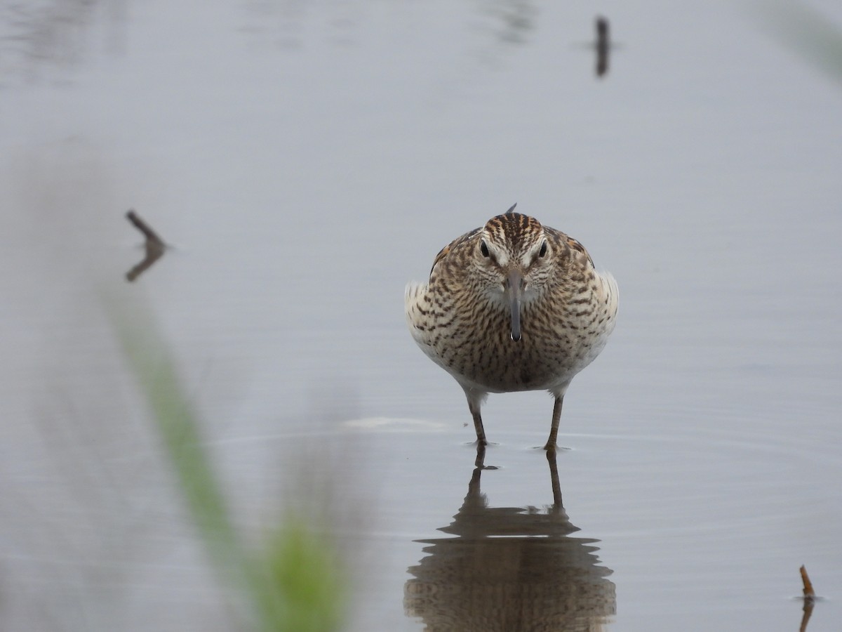 Pectoral Sandpiper - ML645598158