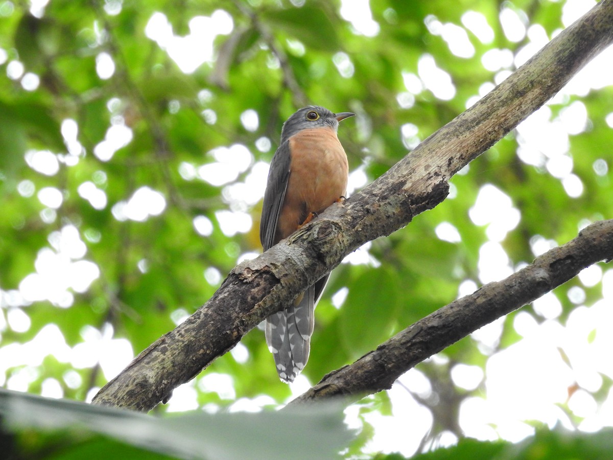 Sunda Brush Cuckoo - ML645598159