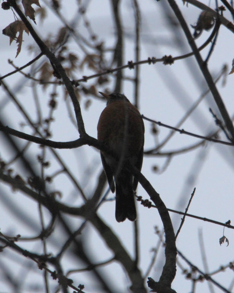 Странствующий дрозд - ML645598171