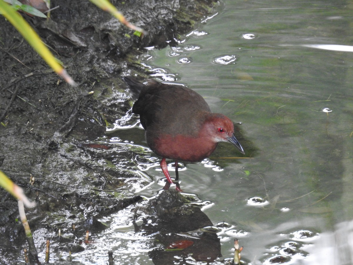 ברודית חומת-חזה - ML645598176
