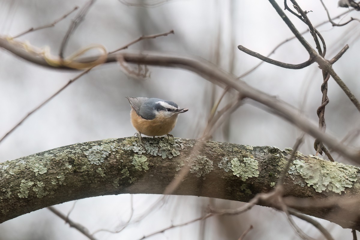 Red-breasted Nuthatch - ML645598188