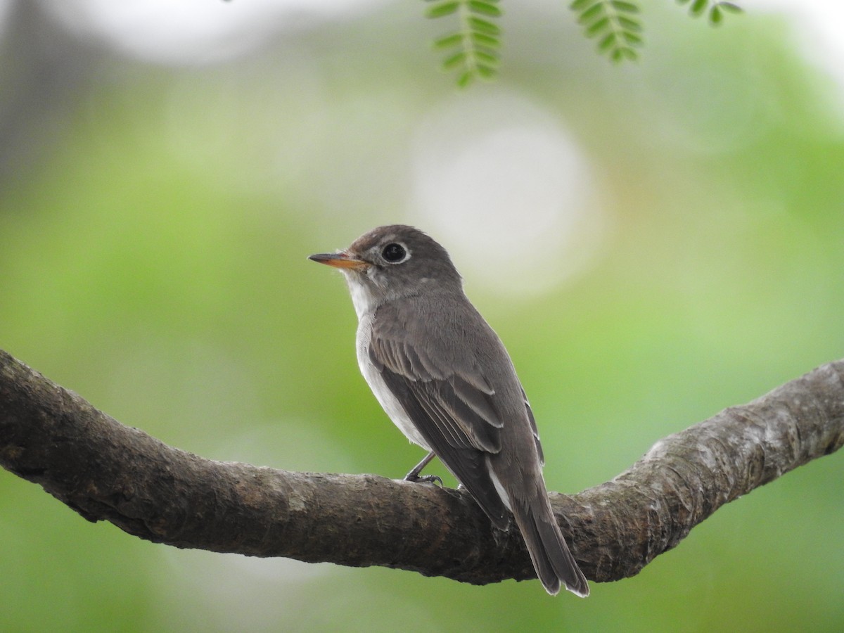 חטפית סיבירית - ML645598195