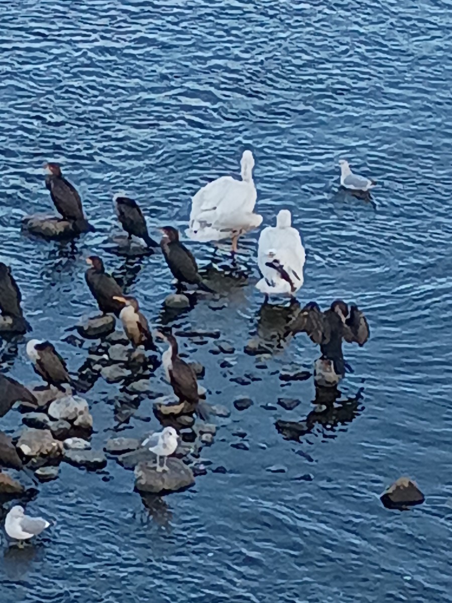 American White Pelican - ML645598196