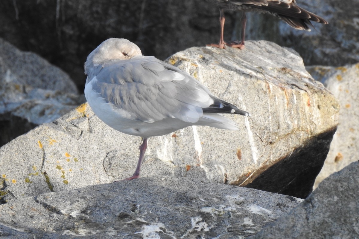 Larinae sp. - ML645598197