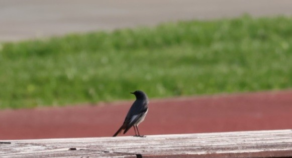 赭紅尾鴝 - ML645598202