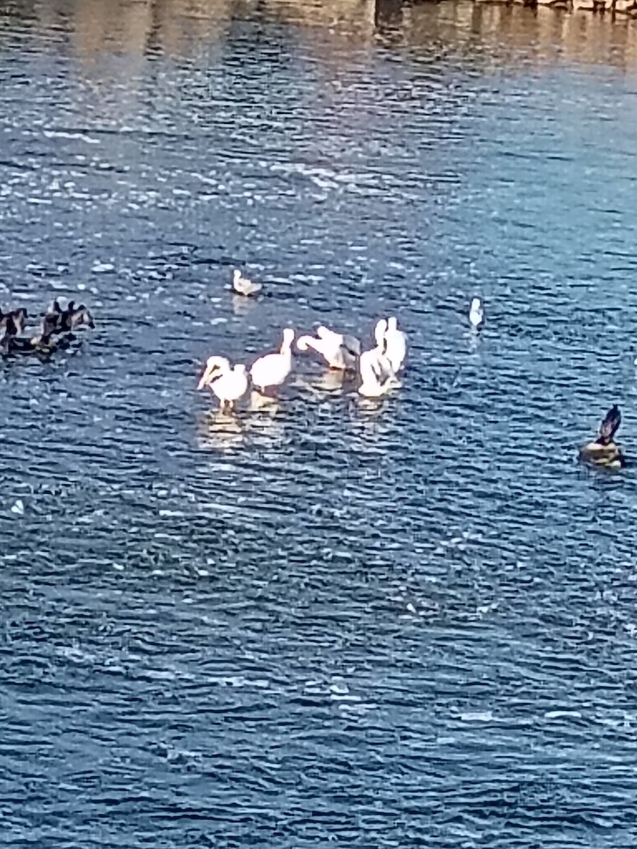 American White Pelican - ML645598206