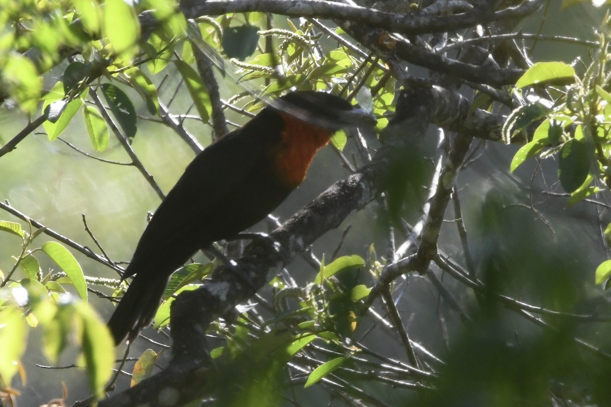 Red-ruffed Fruitcrow - ML645598214