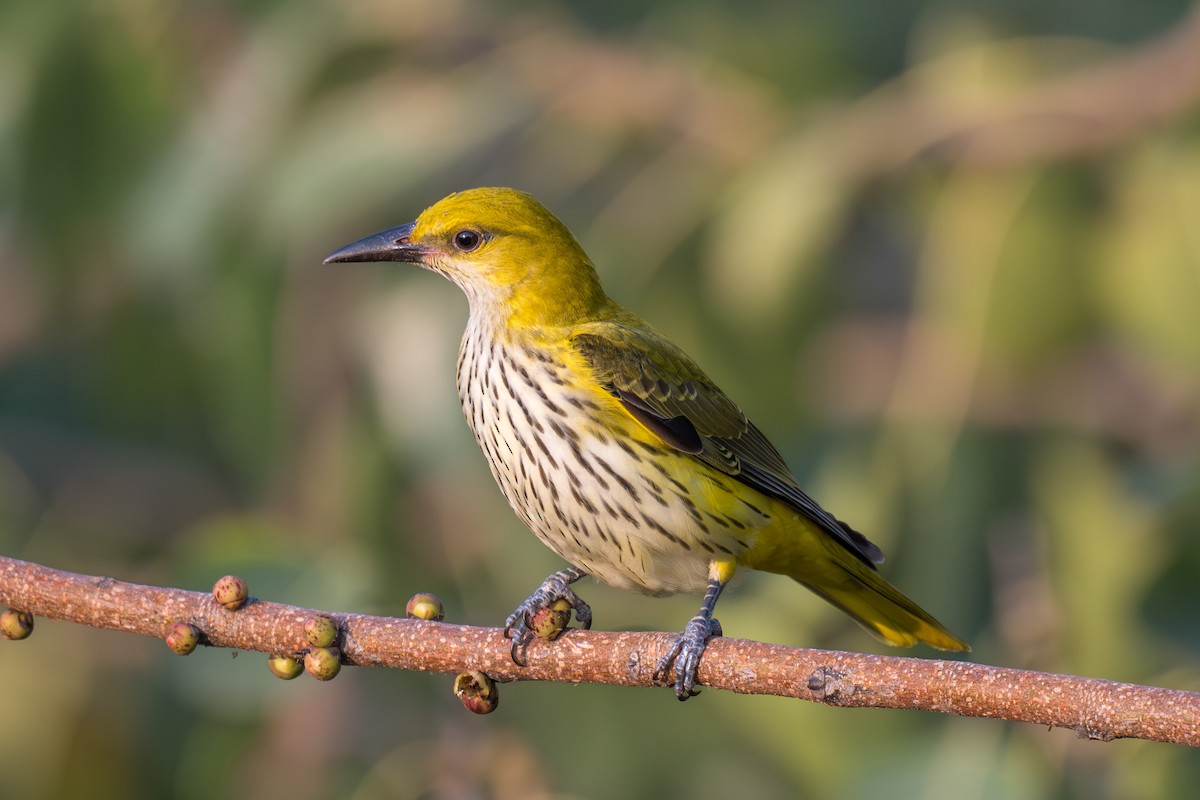 Indian Golden Oriole - ML645598217