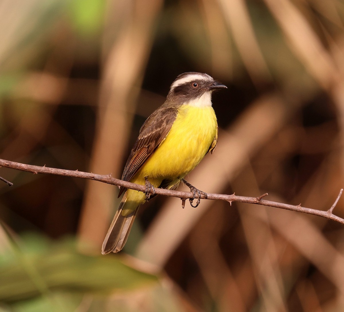 Sosyal Tiran - ML645598221