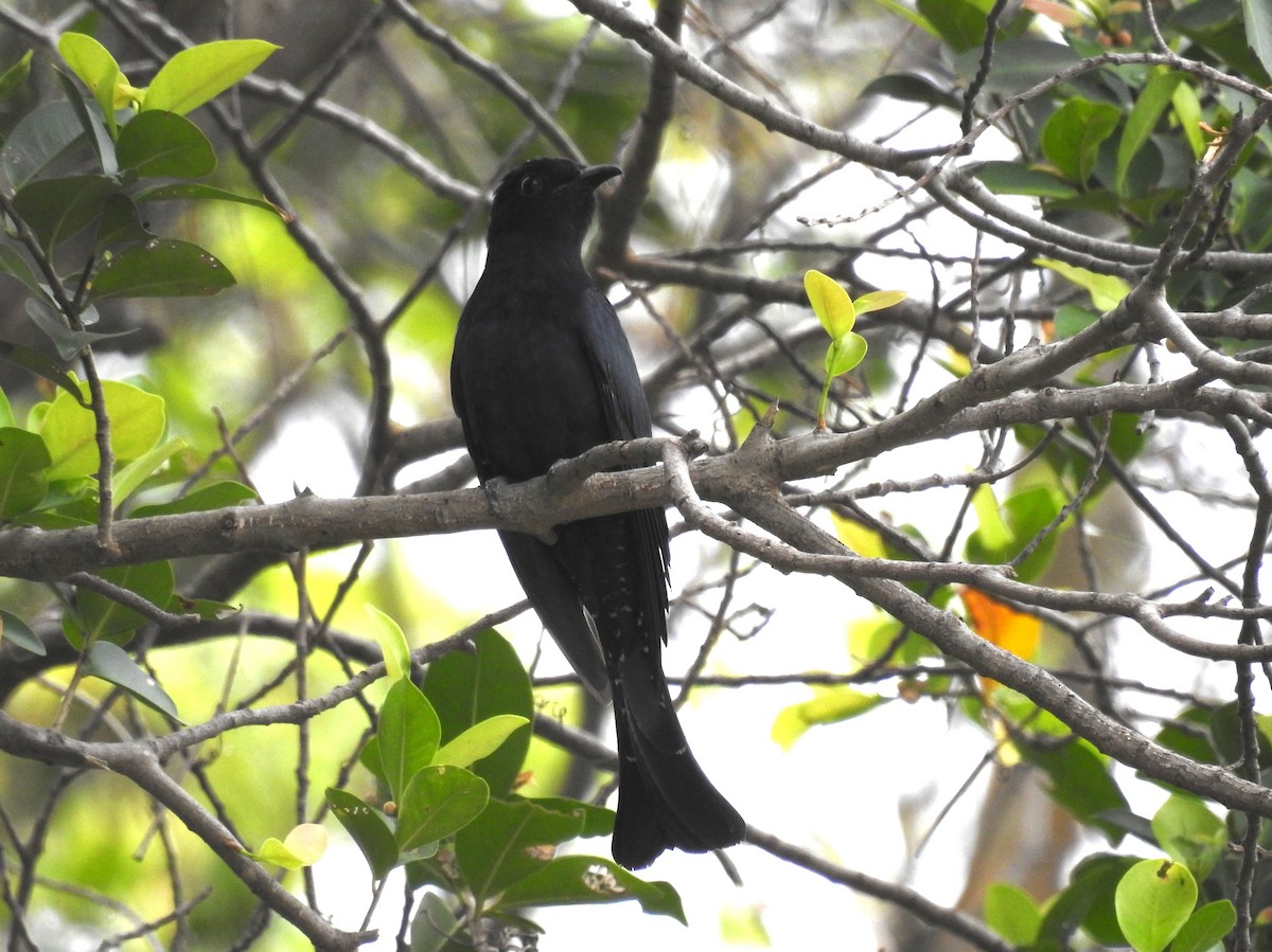 Square-tailed Drongo-Cuckoo - ML645598230
