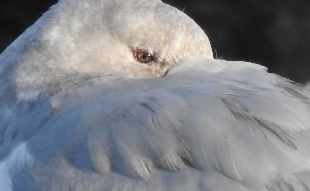 Larinae sp. - ML645598238