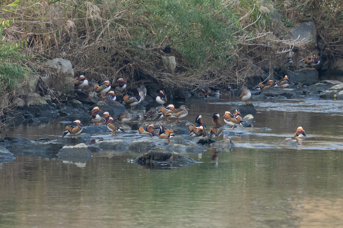 Mandarin Duck - ML645598254